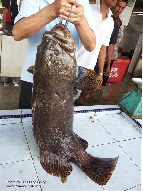 Grouper: Giant Grouper - Talk About Fish