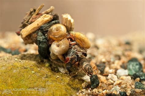 The Ornate Protective Cases of Caddisfly Larvae «TwistedSifter