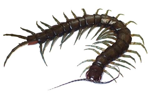 New amphibious centipede species discovered in Okinawa and Taiwan