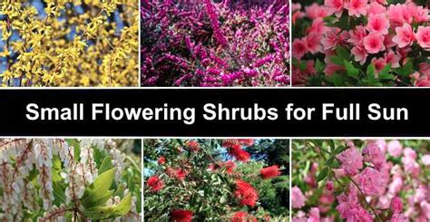 16 Small Flowering Shrubs For Full Sun (With Pictures) - Identification