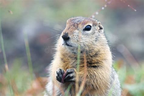 Funny Gopher Face stock photo. Image of ground, animal - 612532