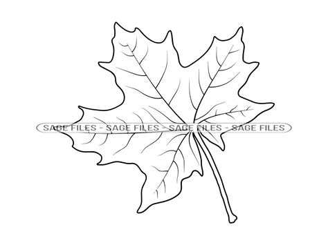 Maple Leaf Outline Clip Art