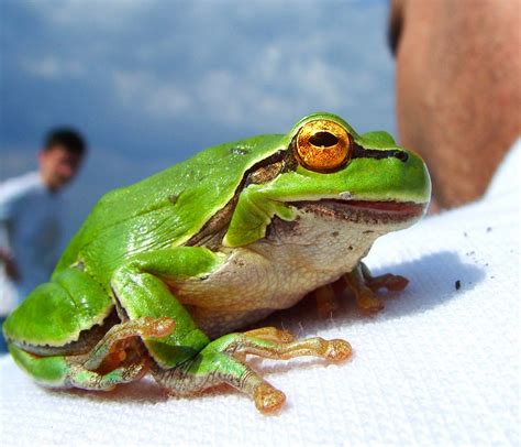 Funny Frogs HD Wallpapers | Wallpapers, pictures, images...