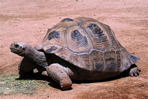 Picture 2 of 10 - Aldabra Giant Tortoise (Geochelone Gigantea) Pictures & Images - Animals - A-Z ...