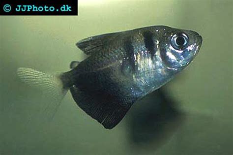 Black Skirt tetra - Gymnocorymbus ternetzi | Aquatic Community