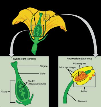 The four main parts of the flower are the calyx, corolla, androecium,... | Download Scientific ...