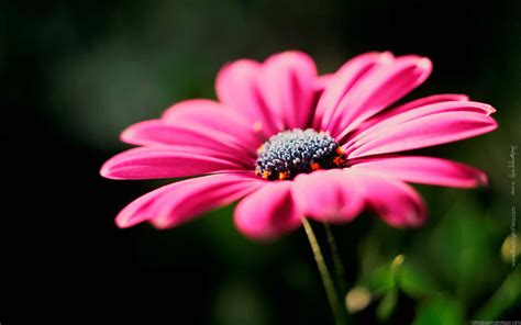 Free HD Flower Picture, Pink HD Flower, #2642