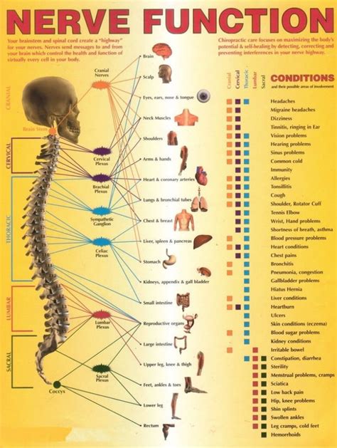 spinal-nerve-function - Chiropractor Bristol Connecticut