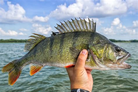 Perch Fishing Tips - Expert Techniques and Tools You Need to Know