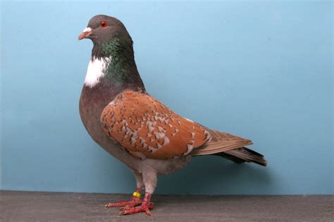 Fancy Pigeon Breeds: Cauchois