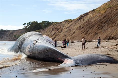 Endangered blue whale washes up in Bolinas – Marin Independent Journal