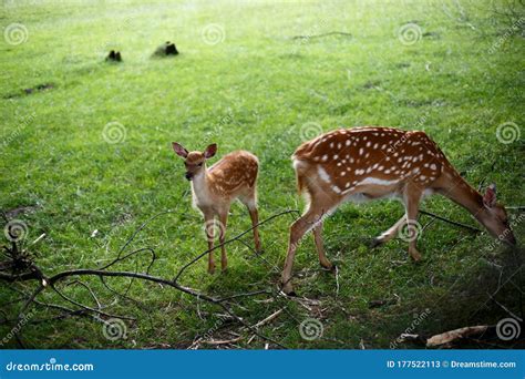 Baby deer and his mother stock image. Image of mother - 177522113