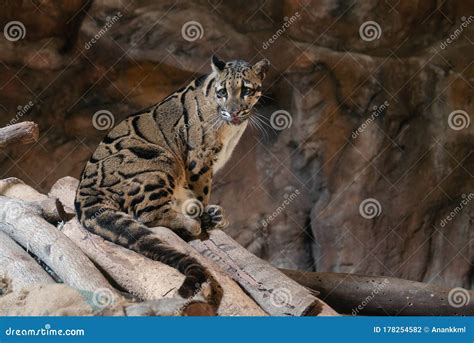 Clouded Leopard Close Up Portrait Stock Photo - Image of carnivore ...