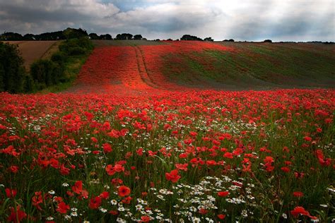 Fred Napoli – In Flanders Fields (Remembrance Day) | FYIMusicNews