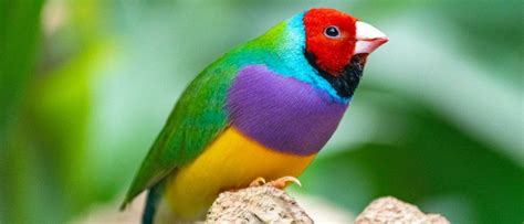 10 Amazing Birds With Colorful Beaks (With Pictures) - Pro Animal Guide