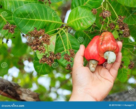 Hand Harvesting Cashew Fruit on Tree Stock Image - Image of organic, nutrition: 89701061