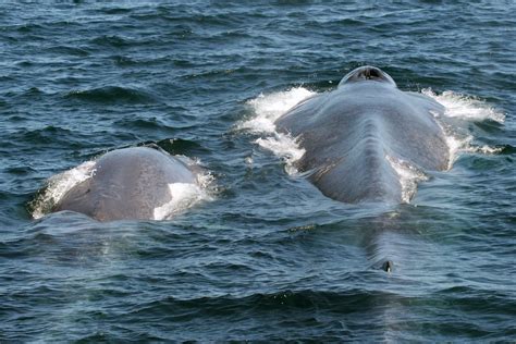 New research identifies three Antarctic blue whale populations - Whale ...