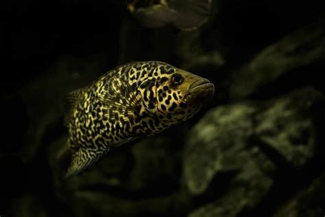 Jaguar Cichlid Species Profile: Size, Care, Tank Mates & Lifespan