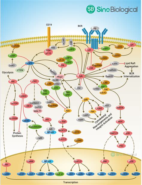 Sino Biological: P38 MAPK Signaling Pathway