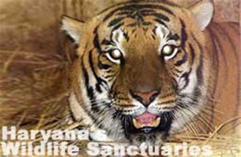 Haryana Wildlife Sanctuaries, Tour to Haryana Wildlife India