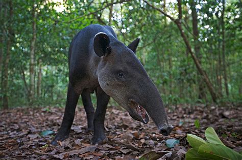 Tapir | Sean Crane Photography