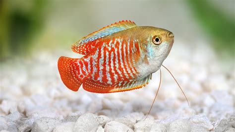 Breeding The Dwarf Gourami | BeChewy