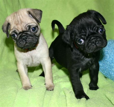 Toy Dog Puppies Pictures