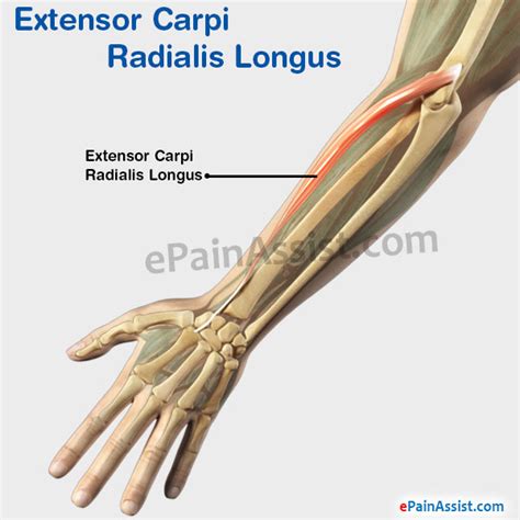 Extensor Carpi Radialis Longus|Structure|Function|Pain