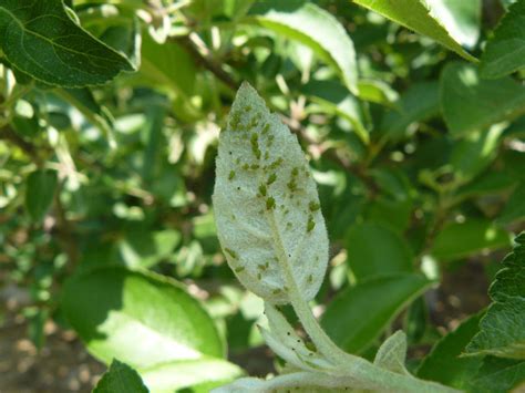 Green Apple Aphid - Ontario CropIPM