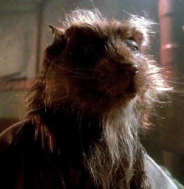 Splinter (Teenage Mutant Ninja Turtles) | Non-alien Creatures Wiki | Fandom