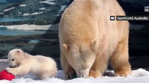 SeaWorld in Australia celebrates birth of 2 baby polar bears - ABC7 San Francisco