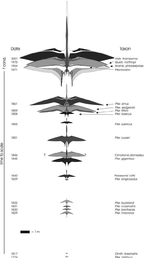 Pterosaur wingspan plotted against time. The impression that pterosaur... | Download Scientific ...