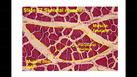 Skeletal Muscle Histology