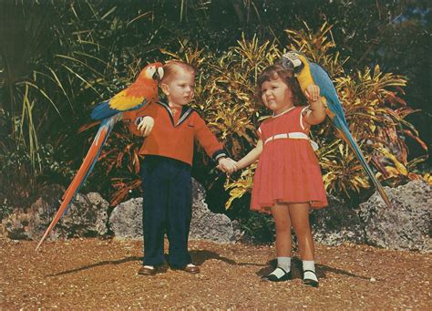 Vintage Travel Postcards: Parrot Jungle - Miami, Florida