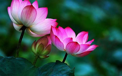 Zen Lotus Flower Wallpapers - Top Free Zen Lotus Flower Backgrounds ...