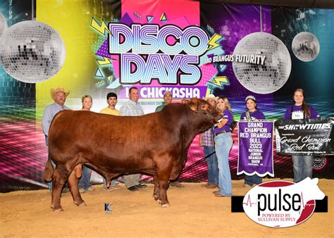 National Junior Brangus Show | Owned Red Brangus Bulls | The Pulse