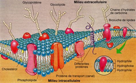 Membrane cellulaire; membrane cytoplasmique; membrane plasmique