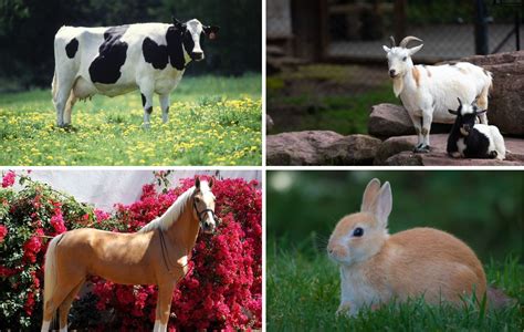 Get Ready To Explore The Wonder Of Farm Animals