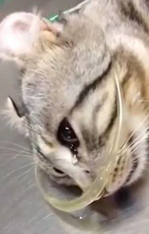 Video shows injured cat appears to CRY tears at the vets after being ...