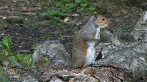 A Squirrel Eating Nuts Free Stock Video Footage, Royalty-Free 4K & HD Video Clip