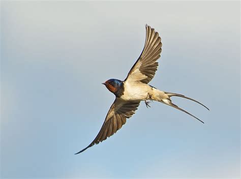 Barn Swallow in flight Barn swallow, Birds flying, Swallow b - DaftSex HD