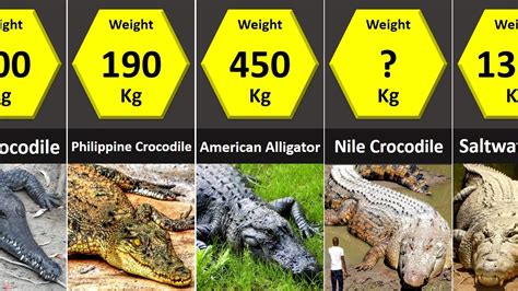 Caiman Alligator Crocodile Difference