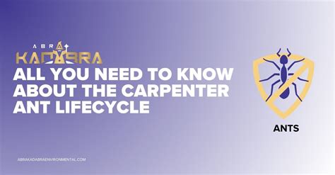 All You Need to Know About the Carpenter Ant Lifecycle - Abra Kadabra