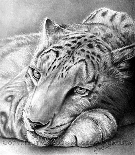 40 Realistic Animal Pencil Drawings - Bored Art