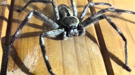 Massive huntsman spider - YouTube