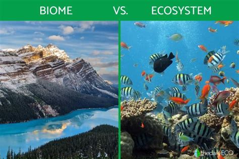 The Difference Between Biome vs. Ecosystem - Definitions With Examples