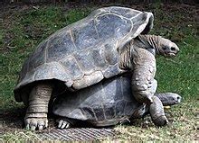 Aldabra giant tortoise - Wikipedia