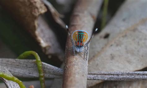 Peacock Spider - A-Z Animals