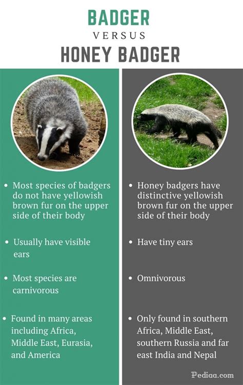 Difference Between Badger and Honey Badger | Facts, Features, Behaviour, and Comparison