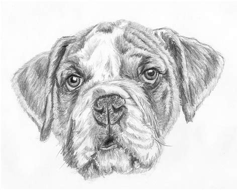 Ace Info About How To Draw A Real Life Dog - Settingprint